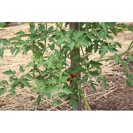 RO-001 (Several green unripe and red ripe tomatoes growing on the vine. (086c449c-117b-44f6-a7c4-e2acbf284092))