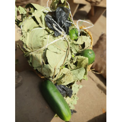 RO-002 (Cucumber fresh from harvest)