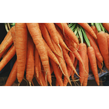 RO-006 (Organic Carrots (Unsplash))