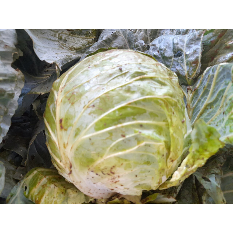 RO-007 (Freshly picked Cabbage head 01)