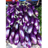 RO-008 (Purple eggplants 2017 A)